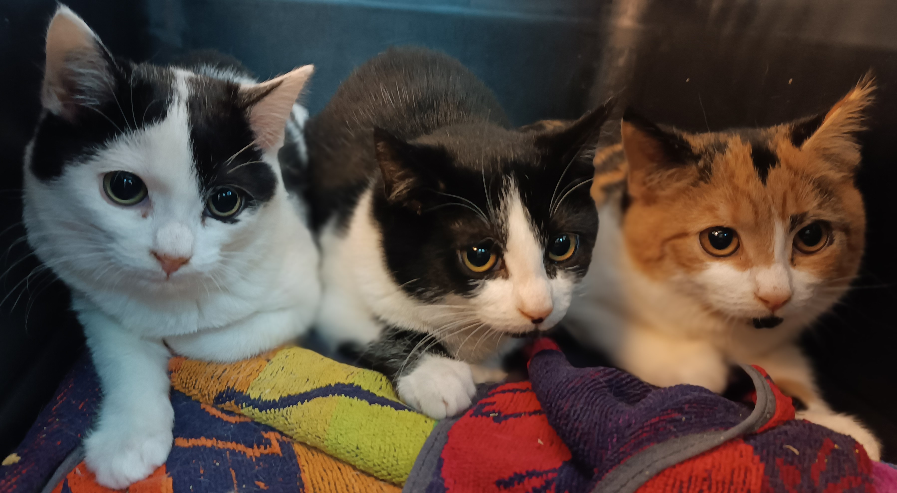 Kitten Blossom Buttercup Bubbles.jpg